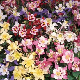 Swan Mix, Aquilegia (Columbine)